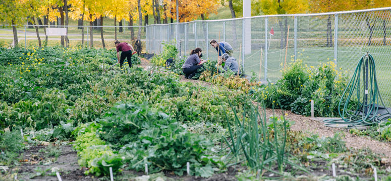 The campus community garden grows a wide variety of garden staples. Herbs, potatoes, peas, radish beans, turnips, zucchini, squash, kale and more are all part of this autumn’s harvest.