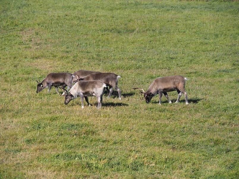 The Faculty of Veterinary Medicine’s herd of reindeer grazing at the Clinical Skills Building at the UCalgary Spy Hill campus.