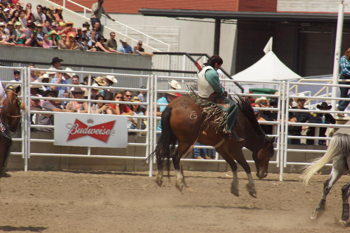 Ucalgary Researchers Publish First Study On Welfare Of Bucking Horses At Calgary Stampede News University Of Calgary