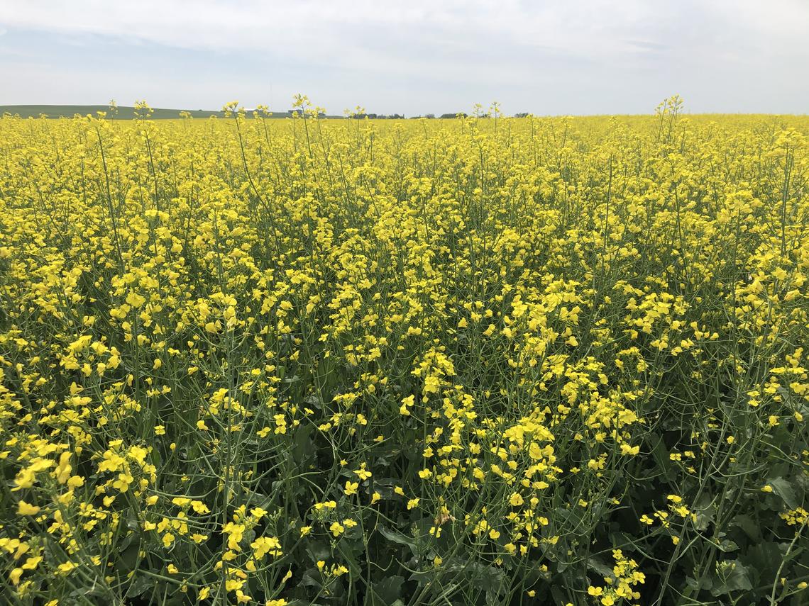 An Alberta canola field