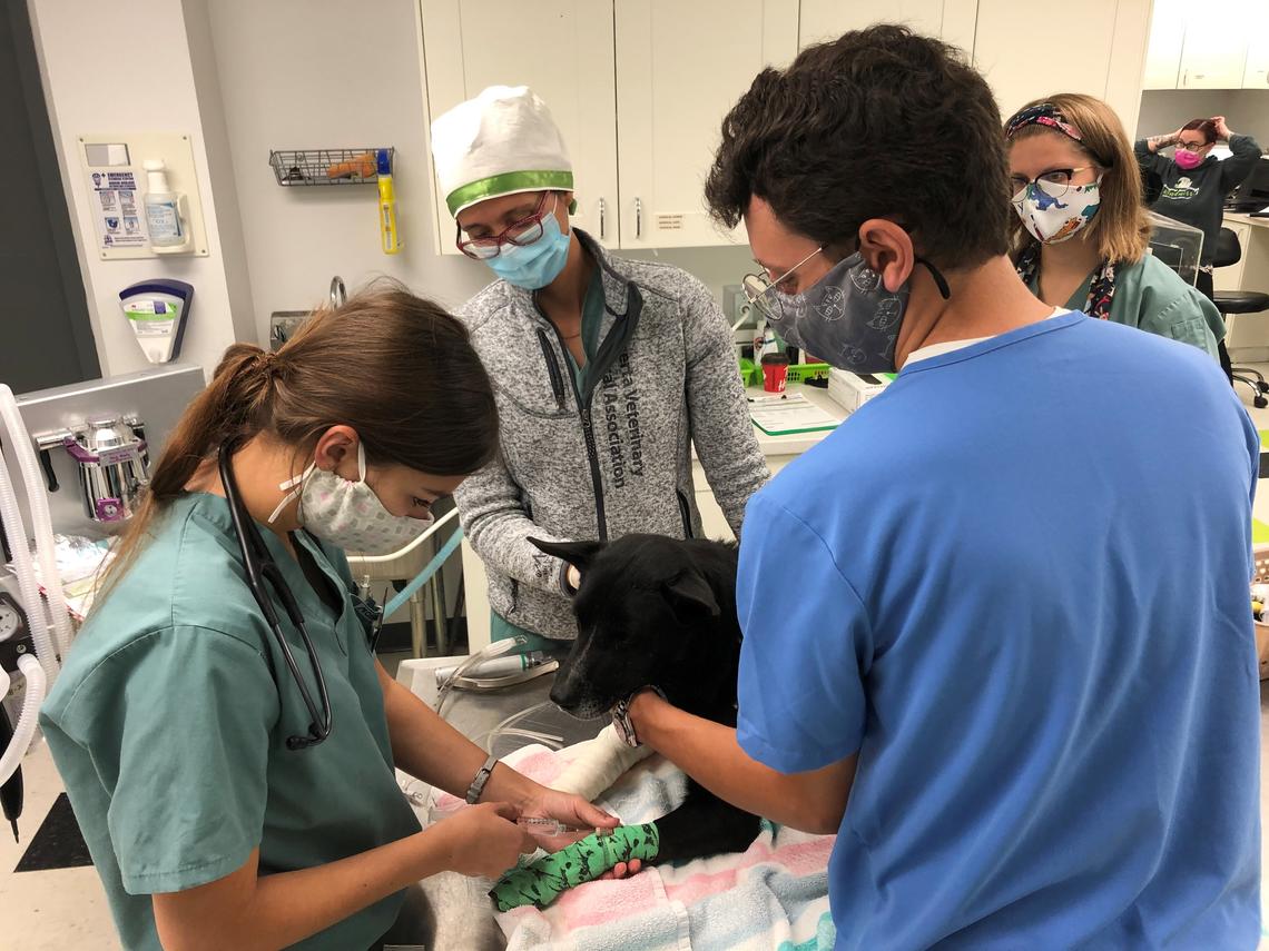 Vet med students participate in rotations that support rescue animals |  News | University of Calgary