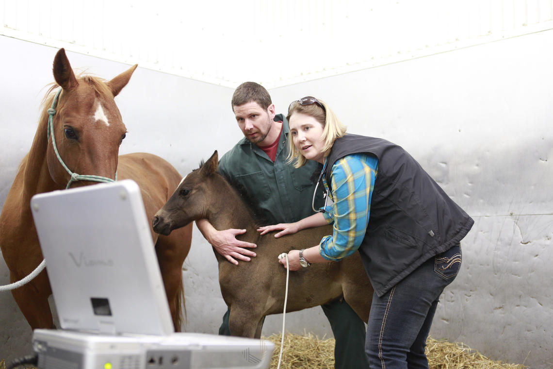 Ashley Whitehead and UCVM alum Christian Peterson performing an ultrasound on a foal as mom watches.