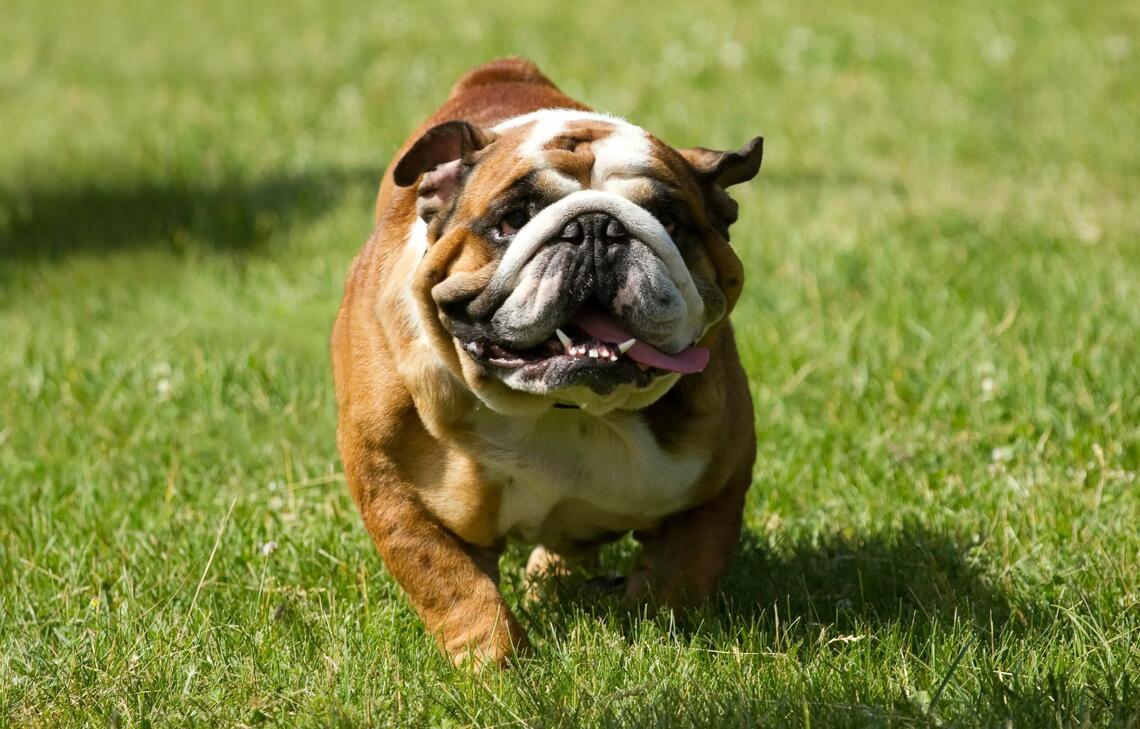 English bulldog with extreme conformation of flat-face and skin folds.