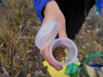 Rhinathus seeds collected from the sites to be replanted.