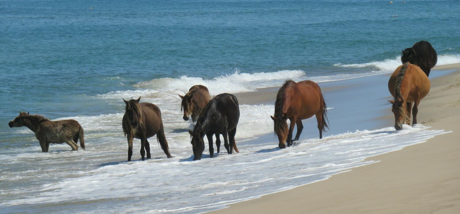 Wild horses on the beach on Sable Island.