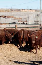 Traumatic reticuloperitonitis, commonly called 'hardware disease,' is a potentially fatal condition caused by cattle inadvertently eating sharp metal fragments, like bits of wire or nails, in their feed. University of Calgary Veterinary Medicine photo