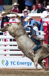 UCalgary researchers are tracking the behaviour, movements, and handling of bucking bulls.