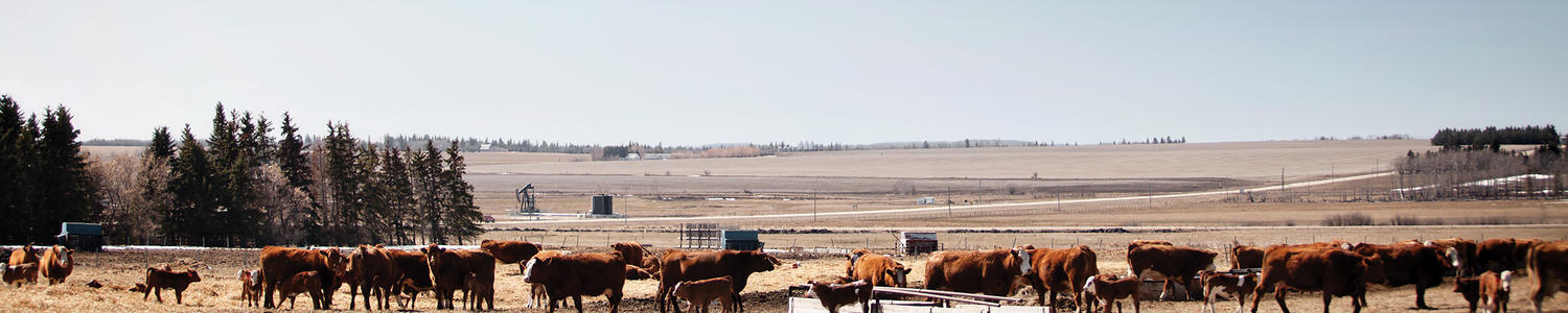research cattle banner