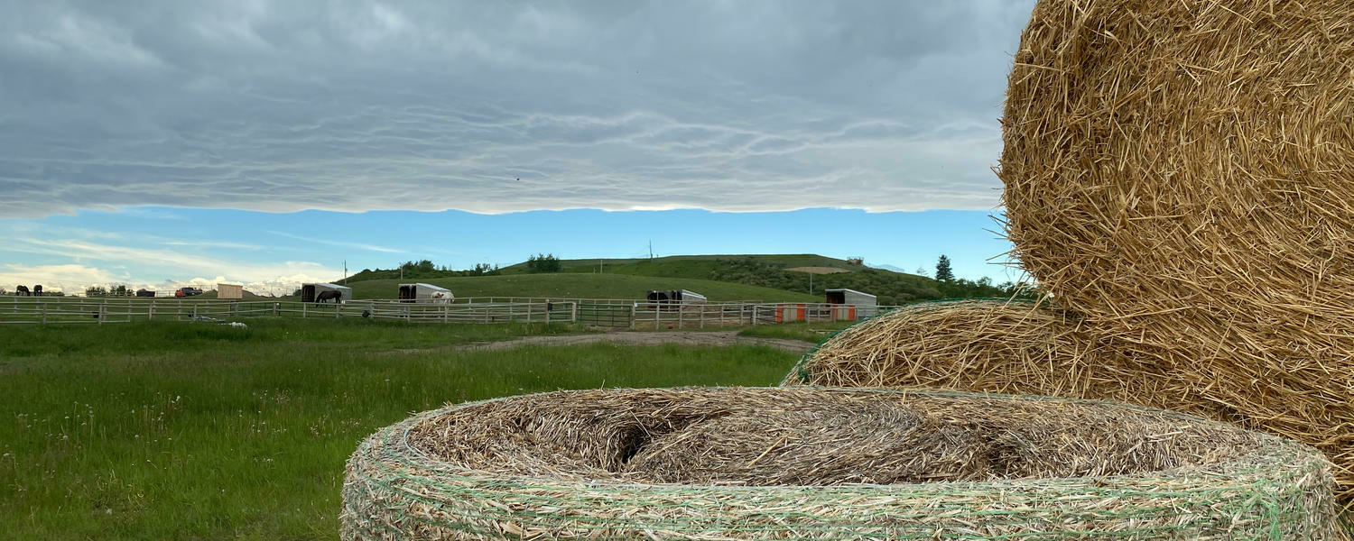 hay