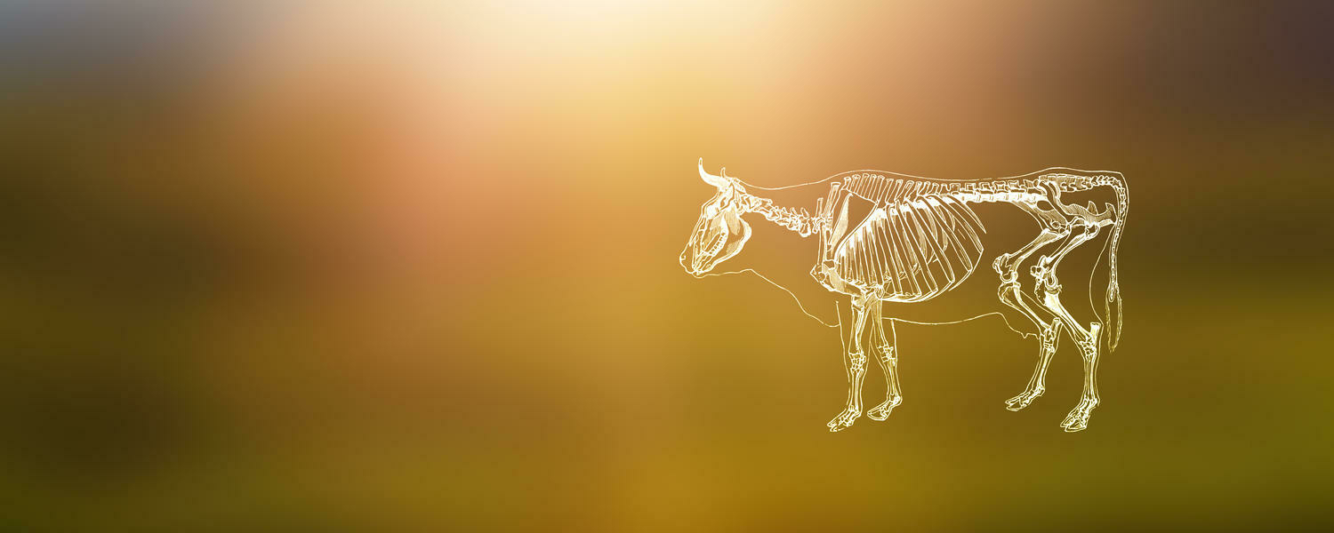 cow
