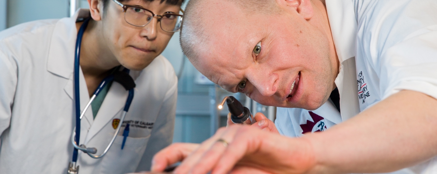 Clinical Teaching Programs Faculty of Veterinary Medicine