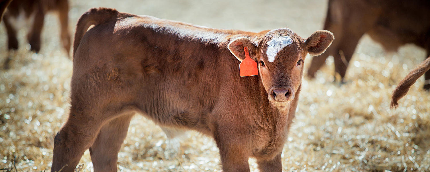 cattle health