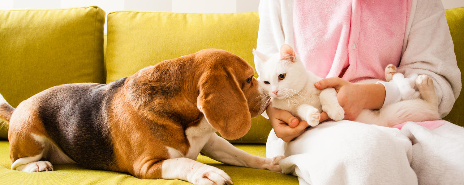 Can Dogs Gets Sick From Cats?