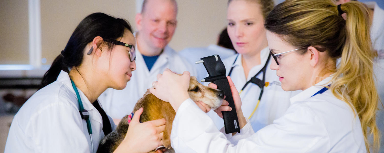 Veterinary Education Research Group