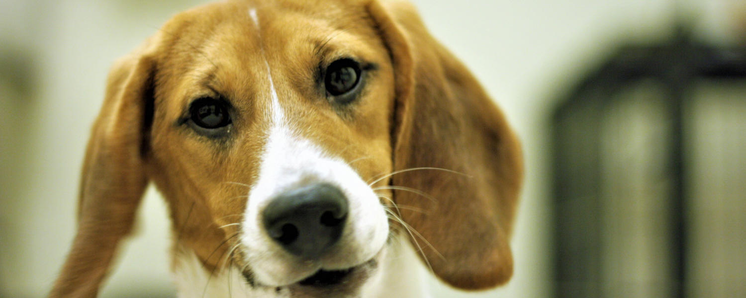 Small animal interactions