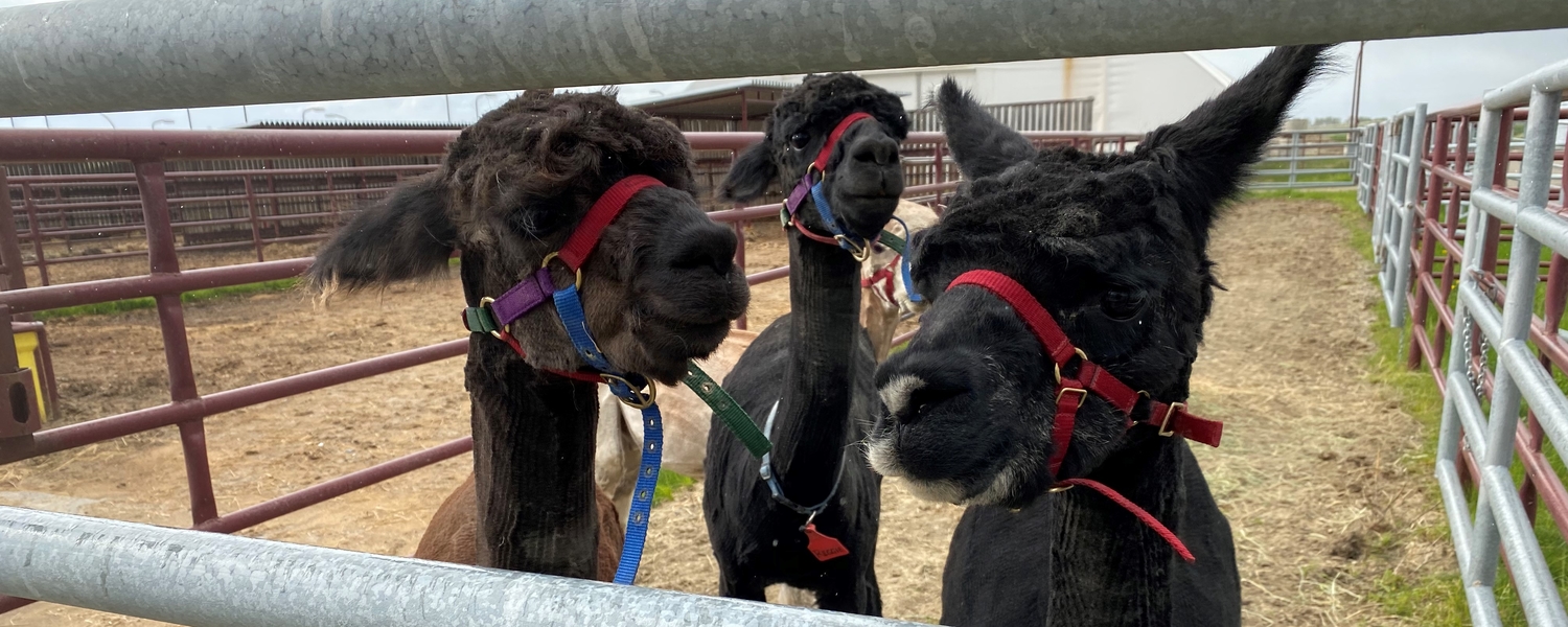 Alpacas