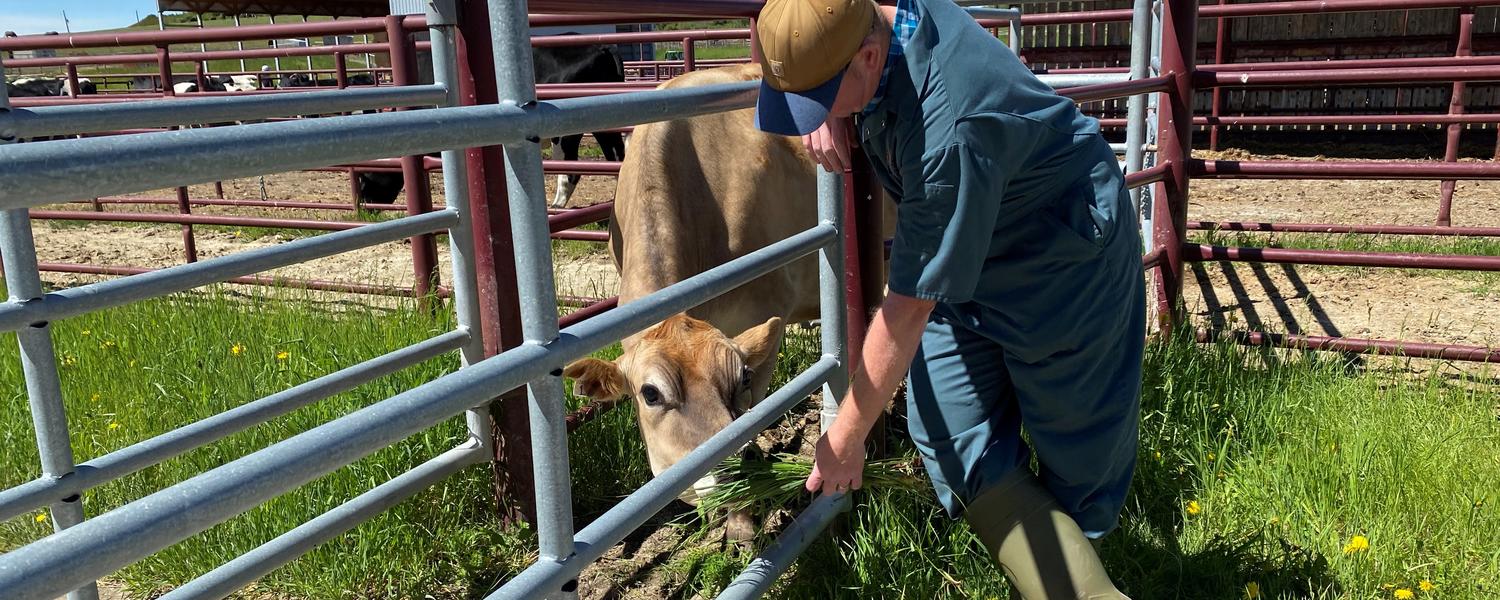 Bovine Interactions