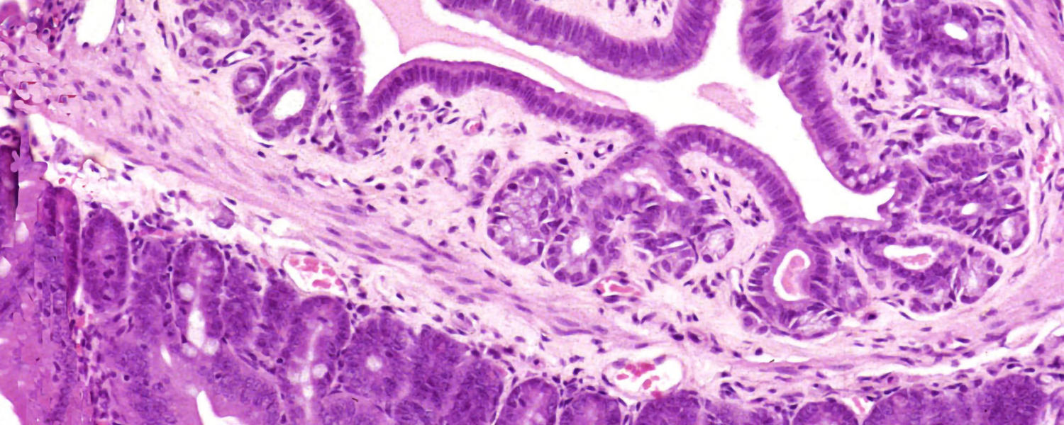 Histology | Faculty Of Veterinary Medicine | University Of Calgary