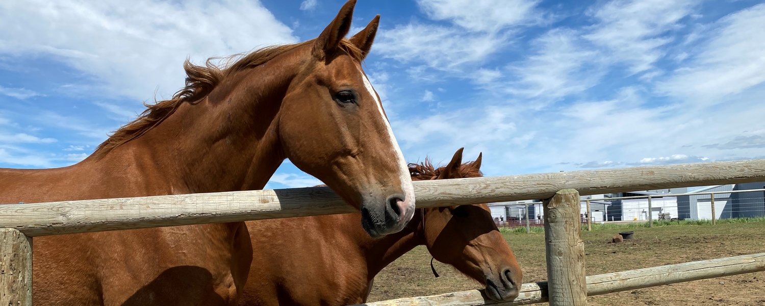 Horse Interaction