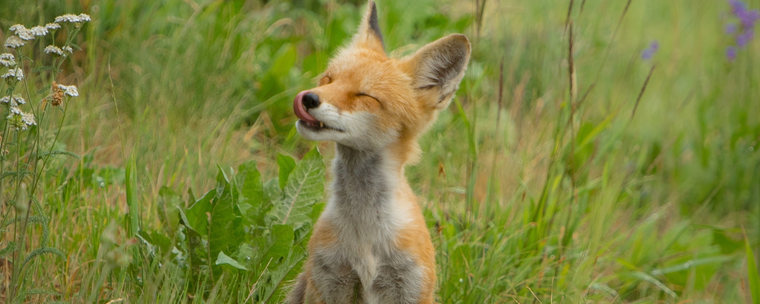 Wildlife rehab