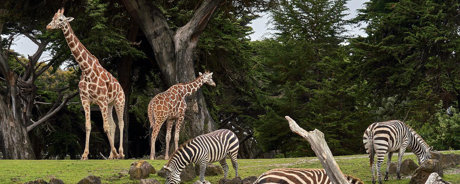 Zoo Animal Medicine