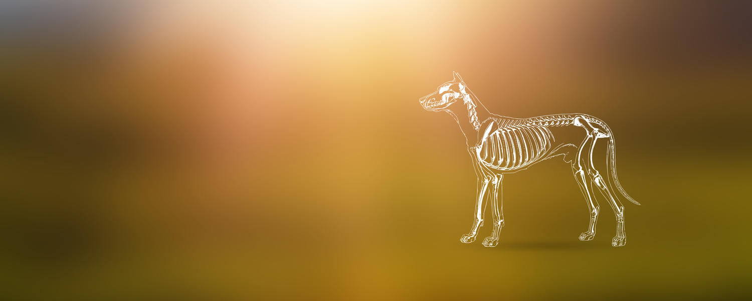 Dog skeleton, Dog anatomy, Animal skeletons