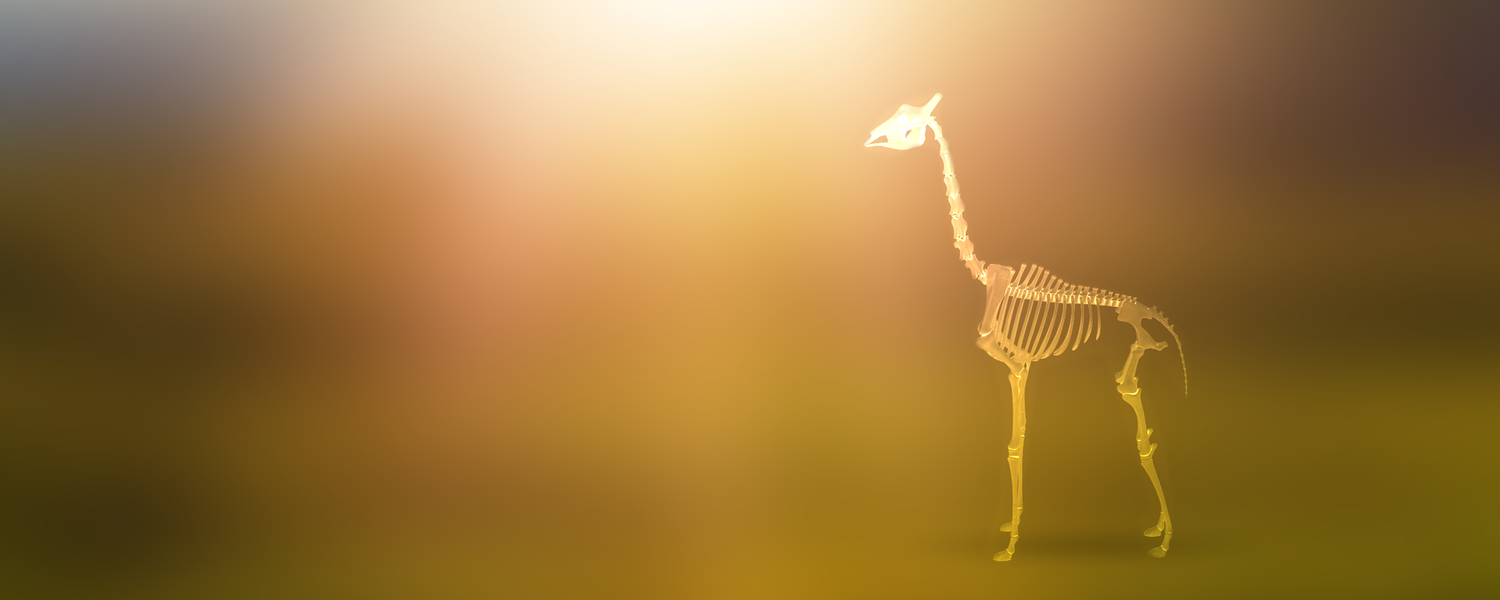 wildlife