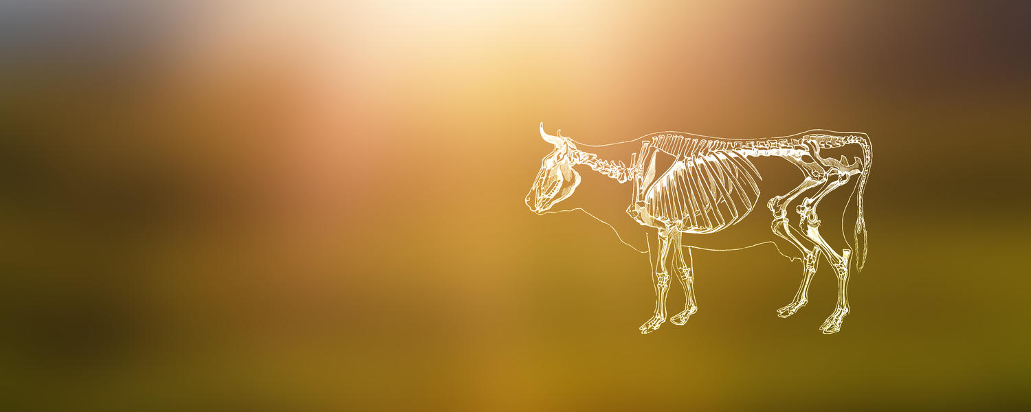 bovine