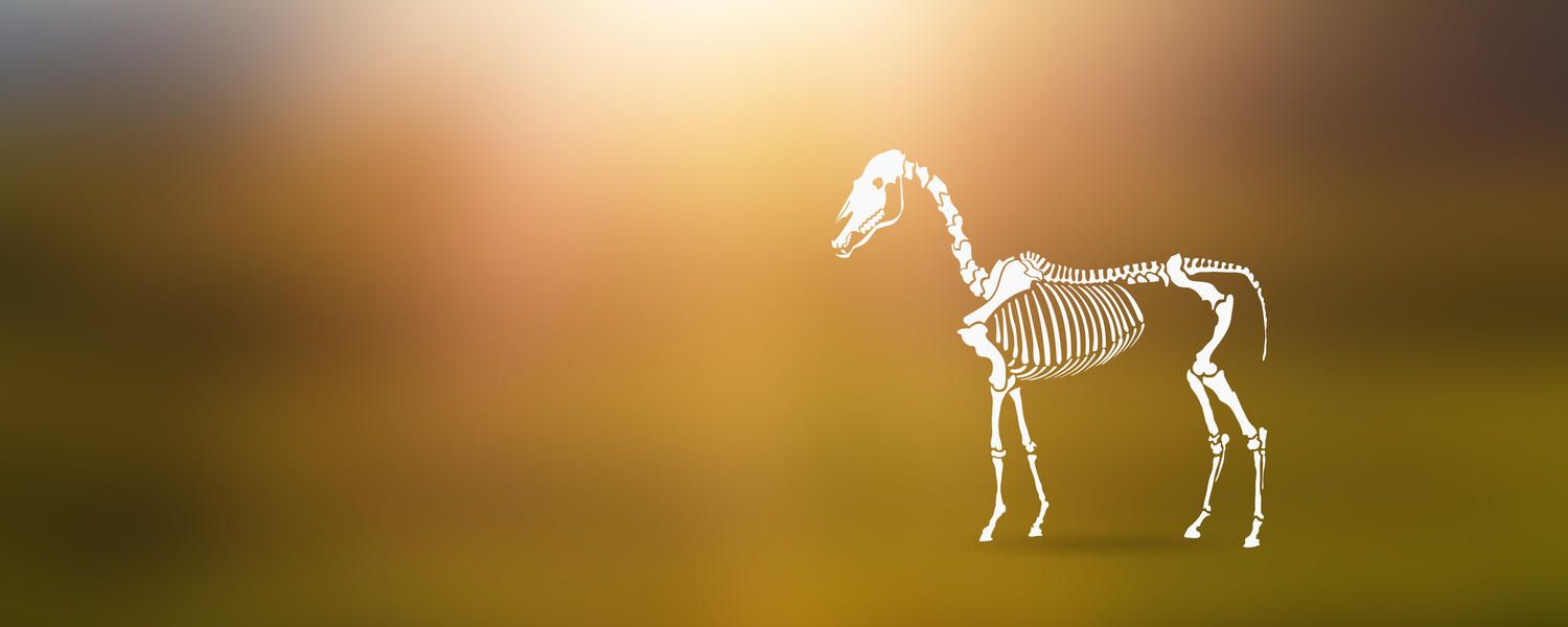 equine anatomy
