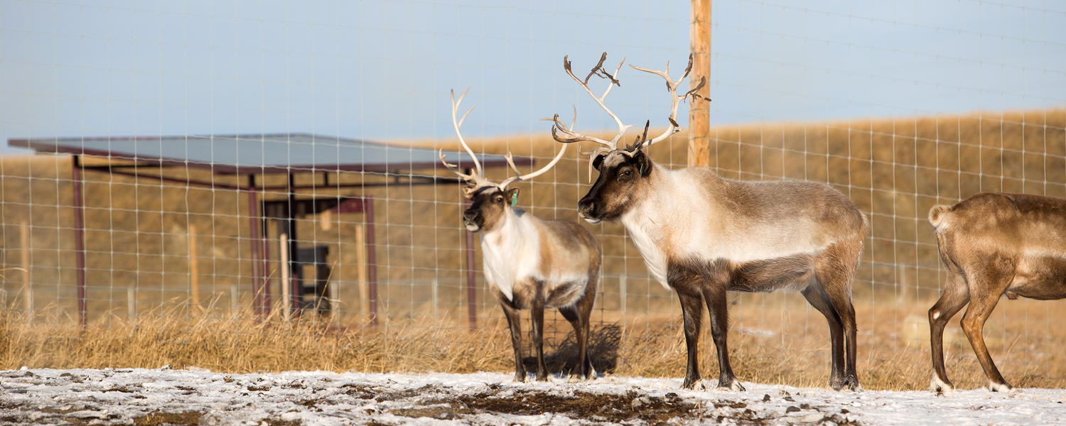 Wildlife Health & Ecology Research Group