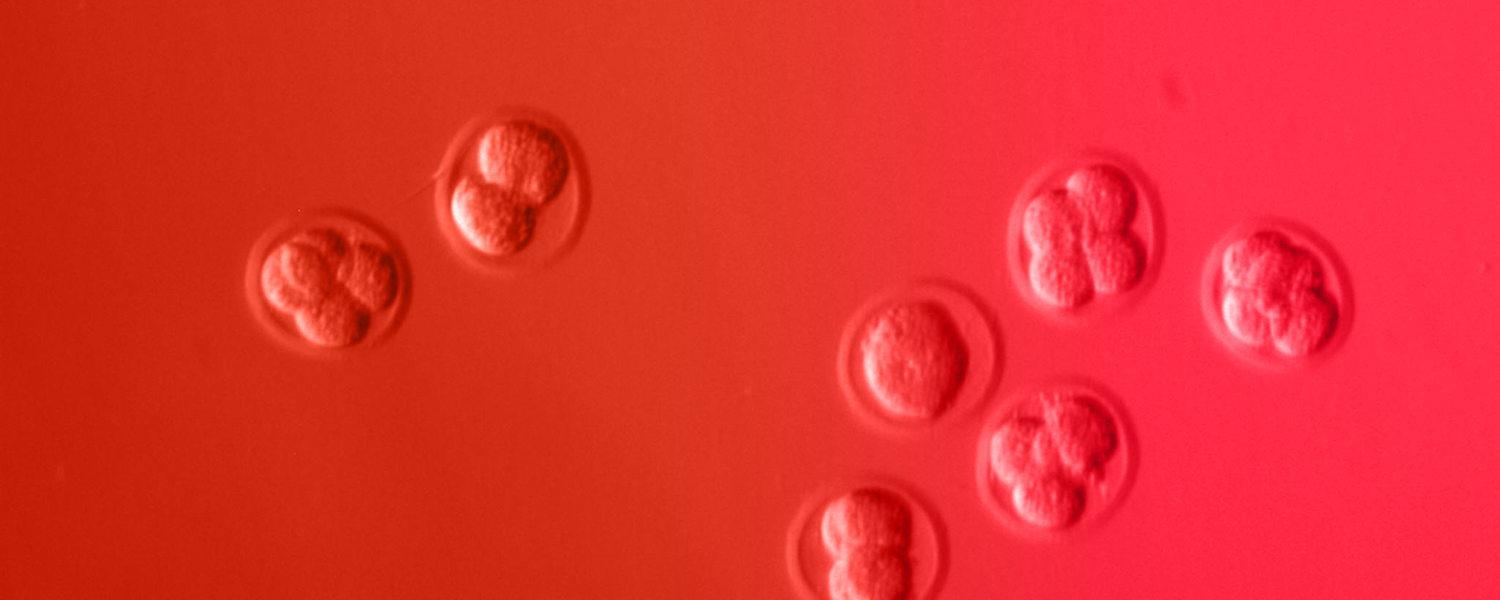 Reproduction and Regenerative Medicine Research Group