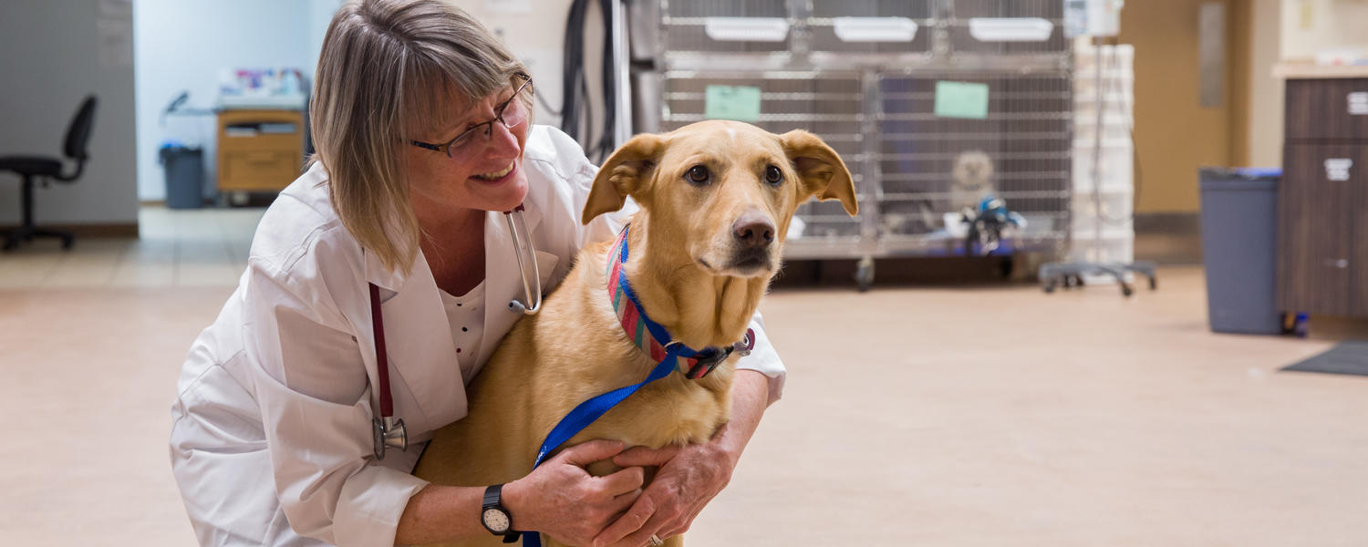 Clinicians in the Community | Faculty of Veterinary Medicine | University  of Calgary