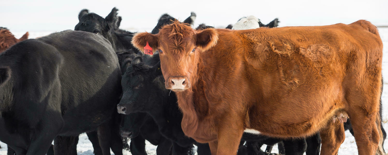 cow