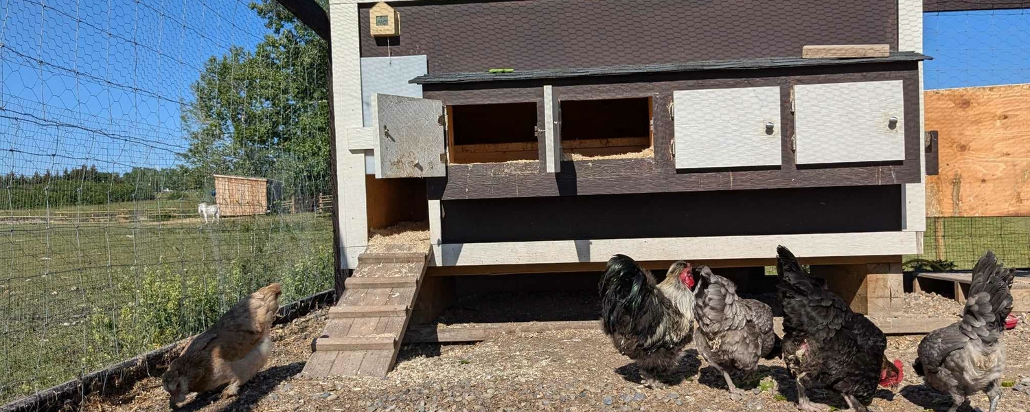 chicken coop