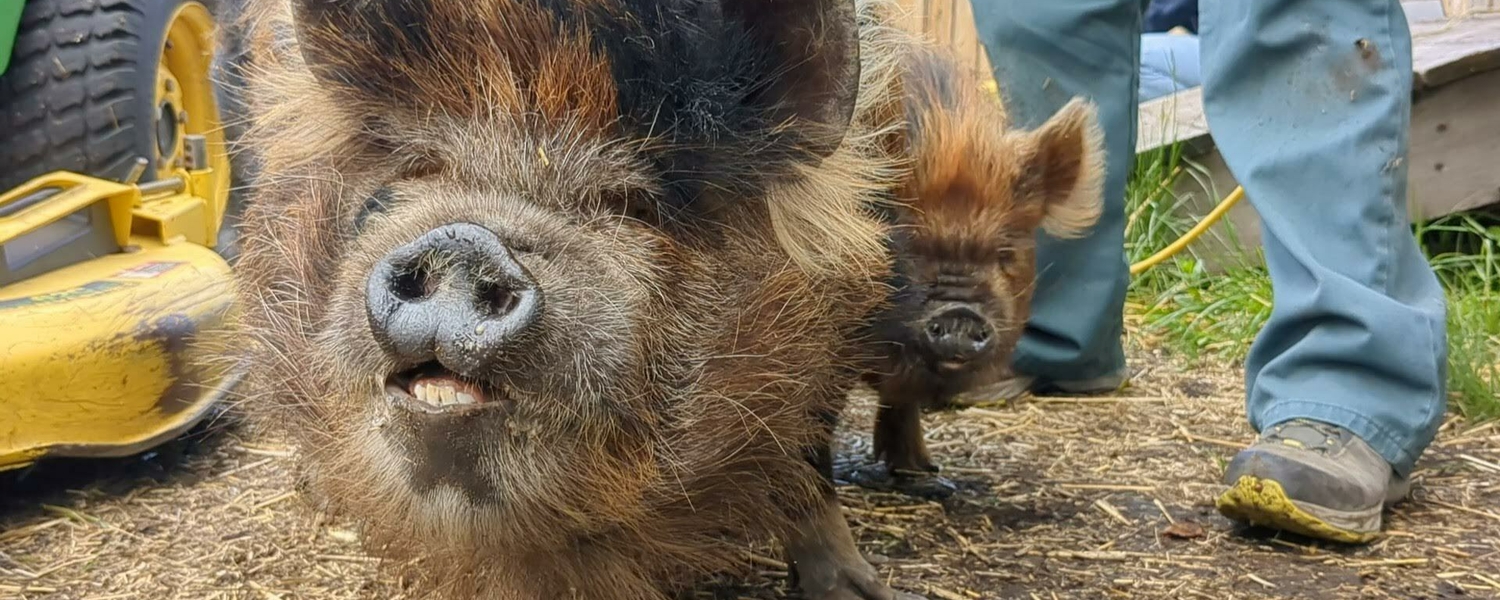 pig