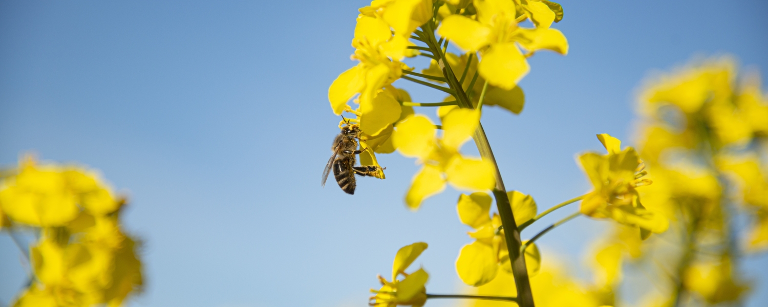 bee pollinating a crop