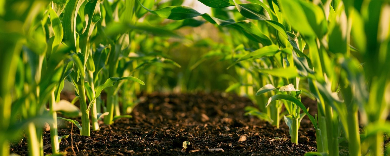 Corn field and soil