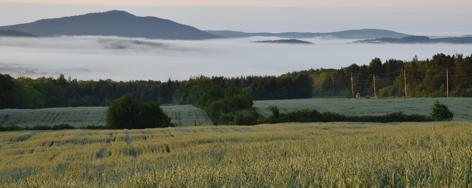Oat field in Quebec
