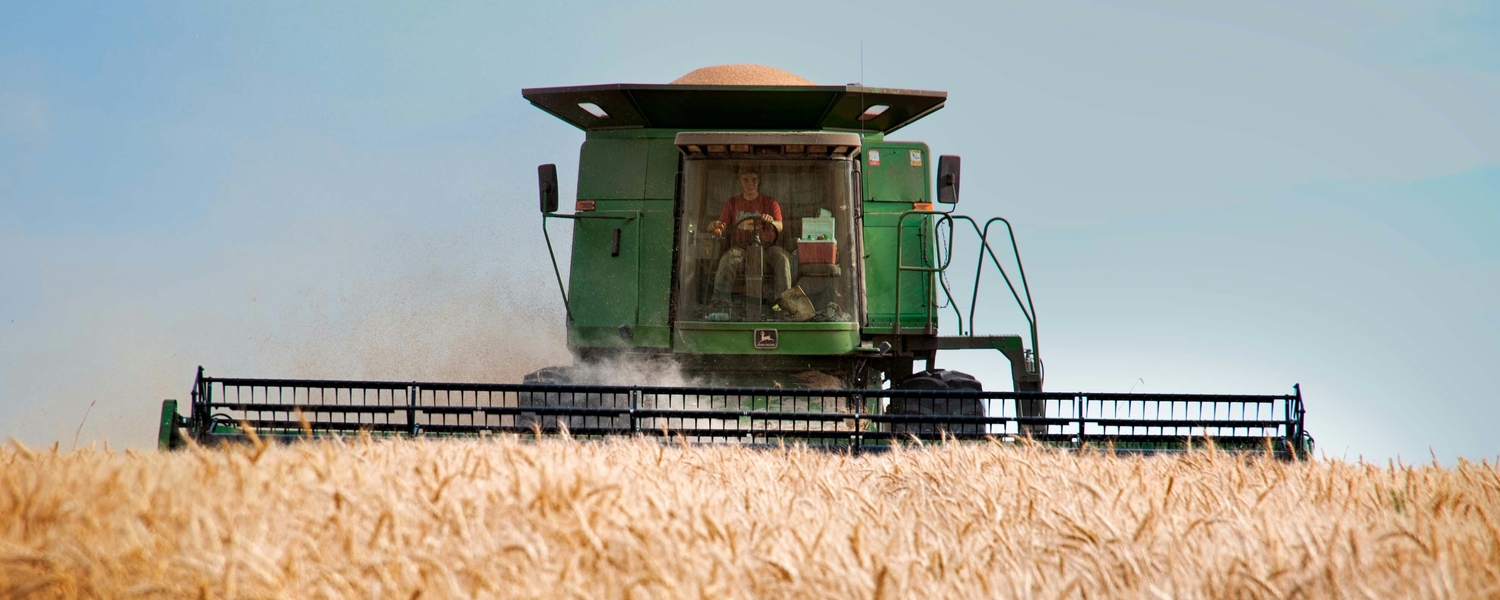 Combining a wheat field