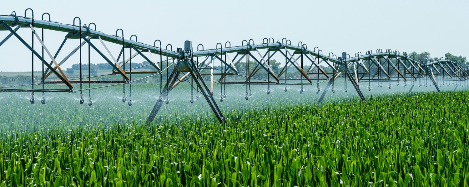 Irrigated corn field