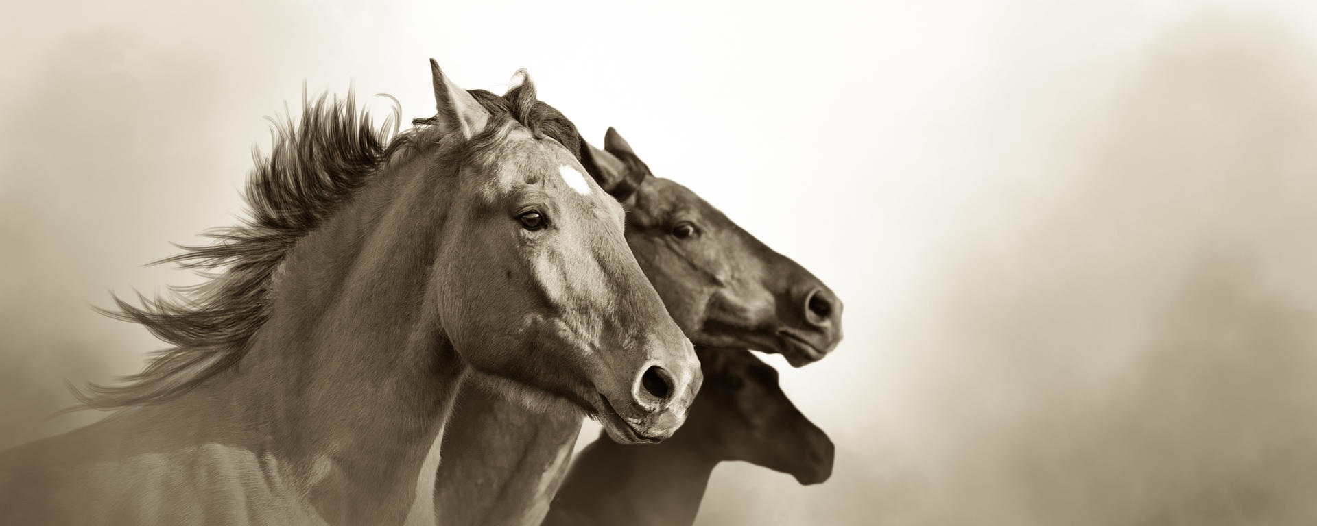 Equine Respiratory Lab