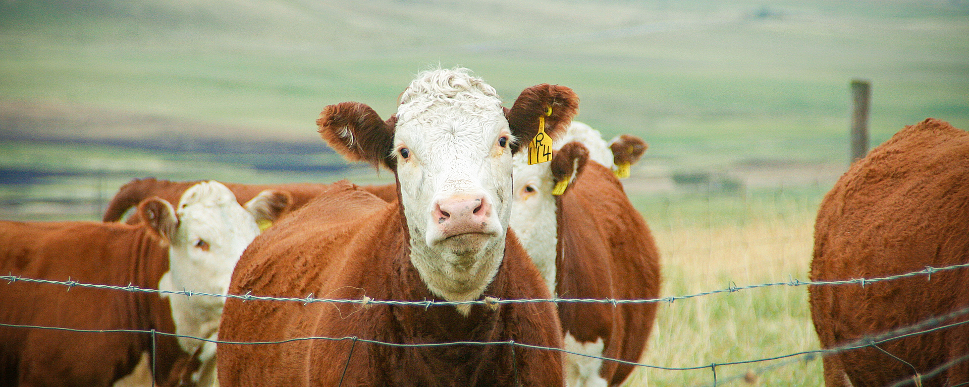 Calgary Prion Research Unit (CPRU)