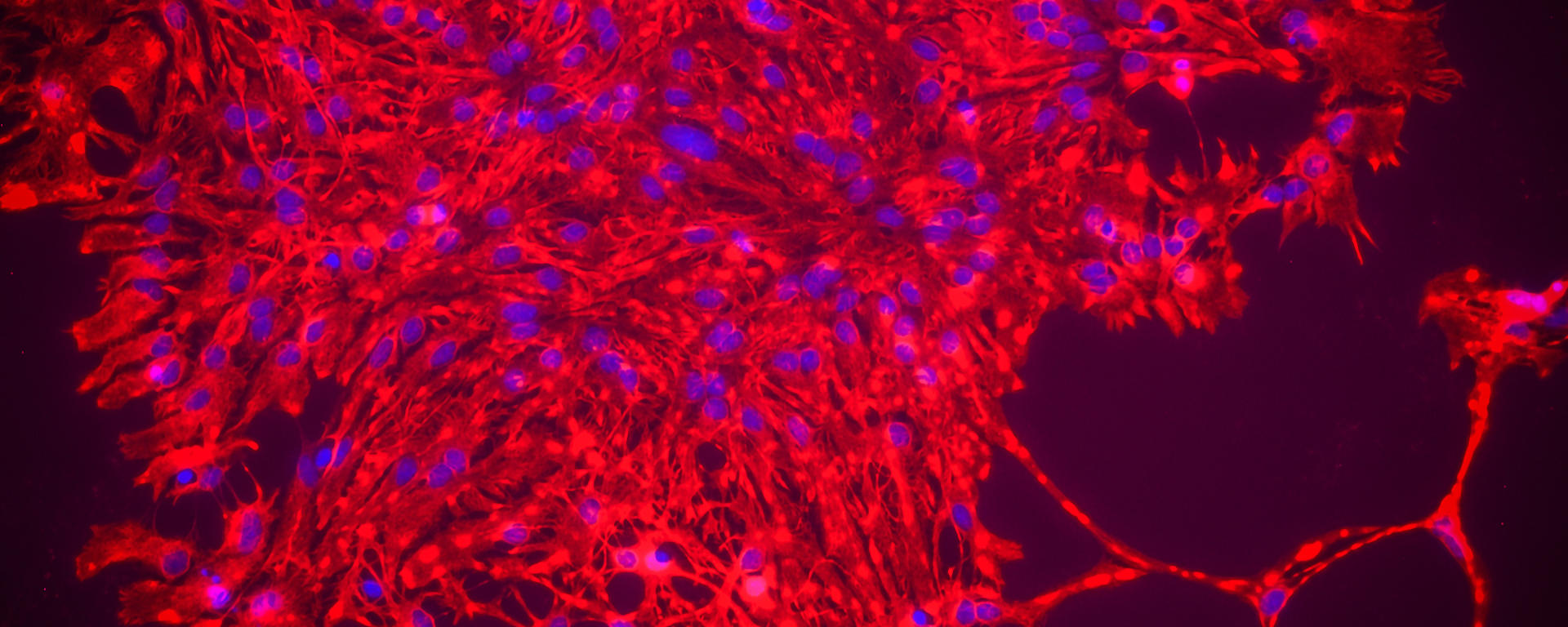The Schaetzl Lab