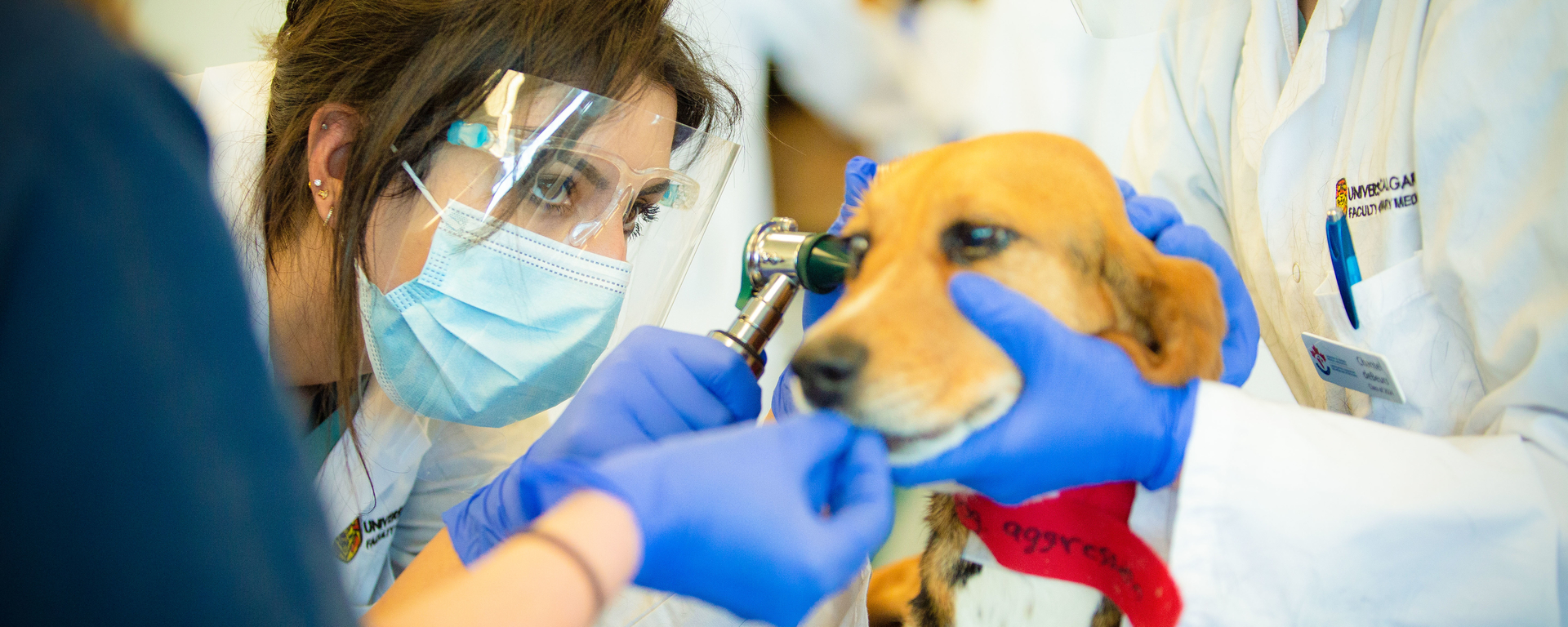 Faculty of Veterinary Medicine | University of Calgary