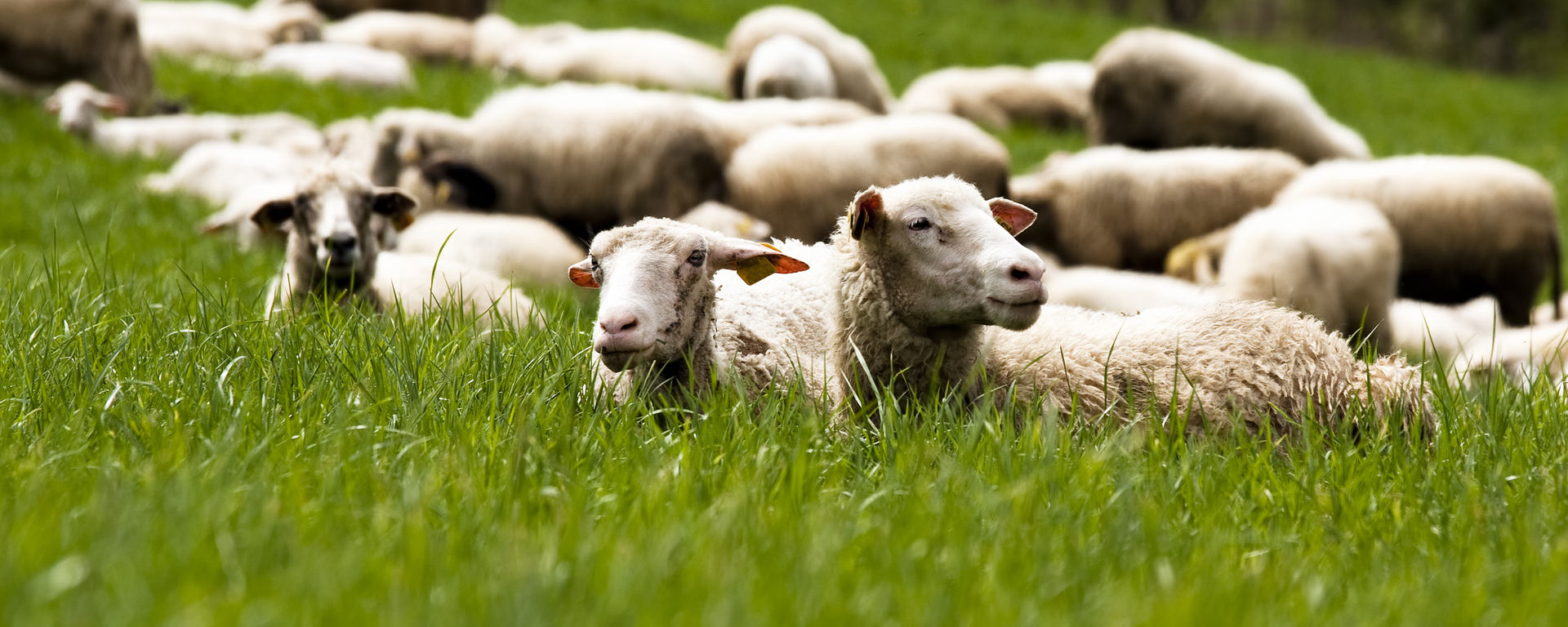 Gastrointestinal Sheep Parasites In Western Canada