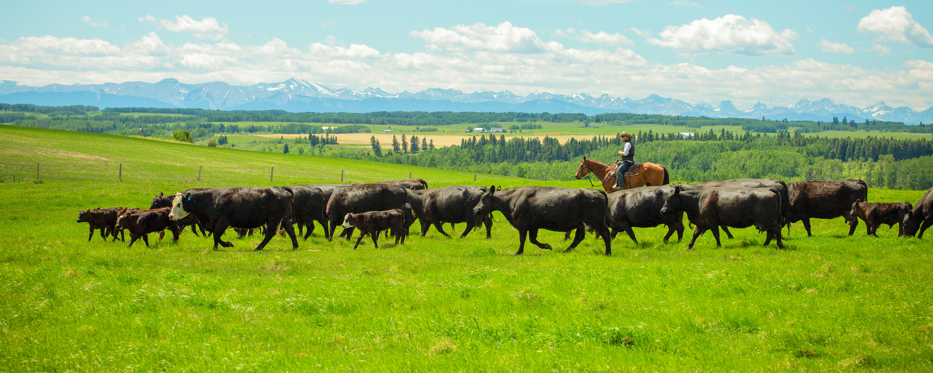 fall 2021 - newsletter banner