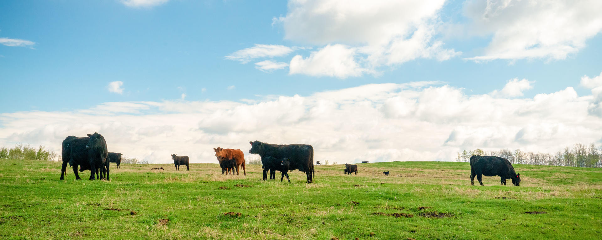 Beef Cattle Research