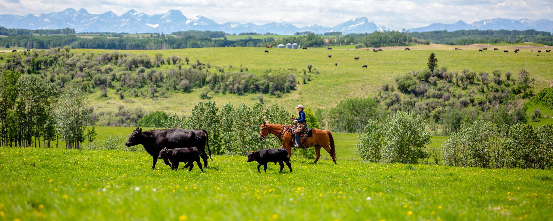 Spring 2023 Newsletter - W.A. Ranches