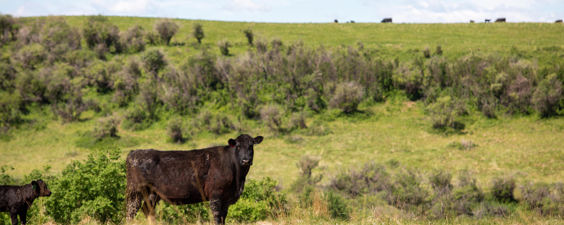 cow in pasture