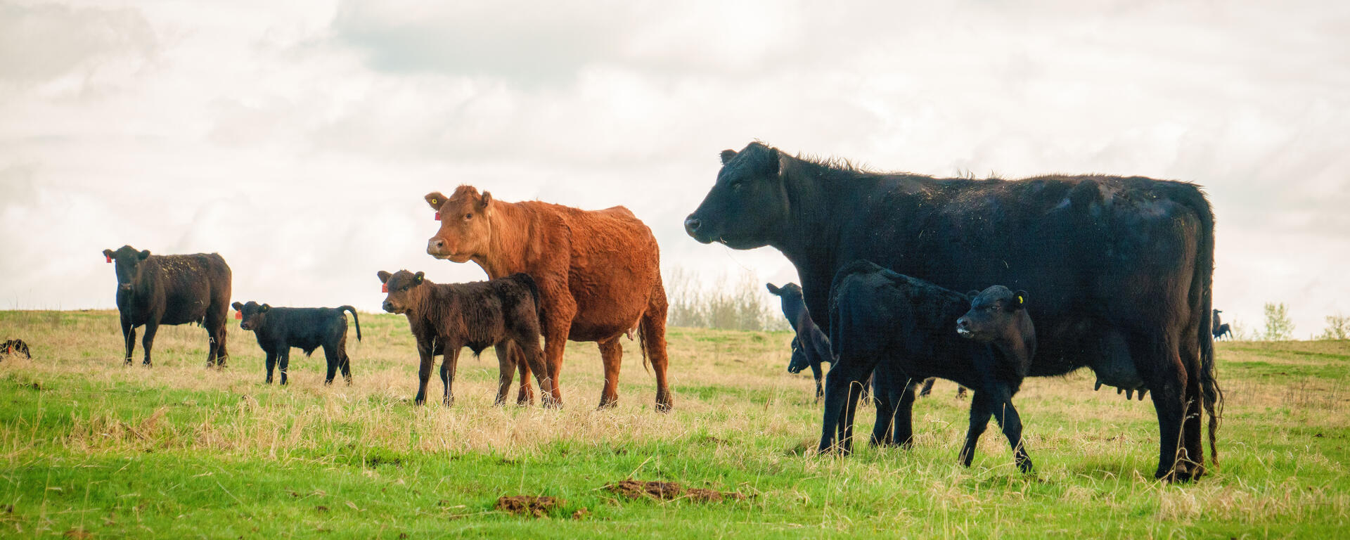 Cows and calves looking at something interesting off camera